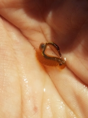 Eubranchipus vernalis