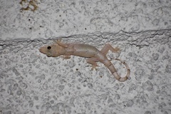 Hemidactylus mabouia