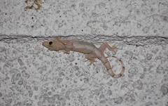 Hemidactylus mabouia