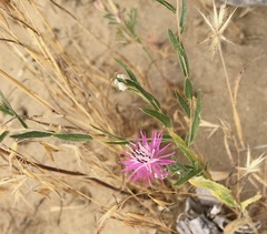 Centaurea pulchella