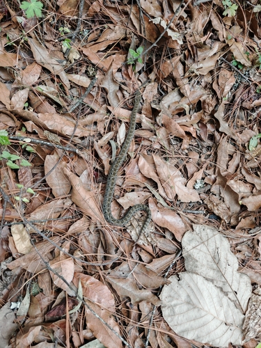 Tancitaran Dusky Rattlesnake
