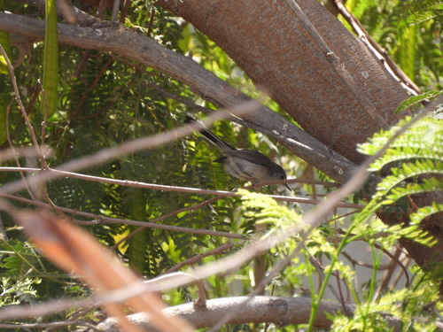 Black-tailed Gnatcatcher
