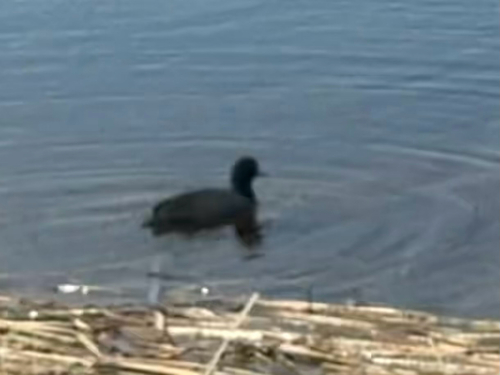 American Coot