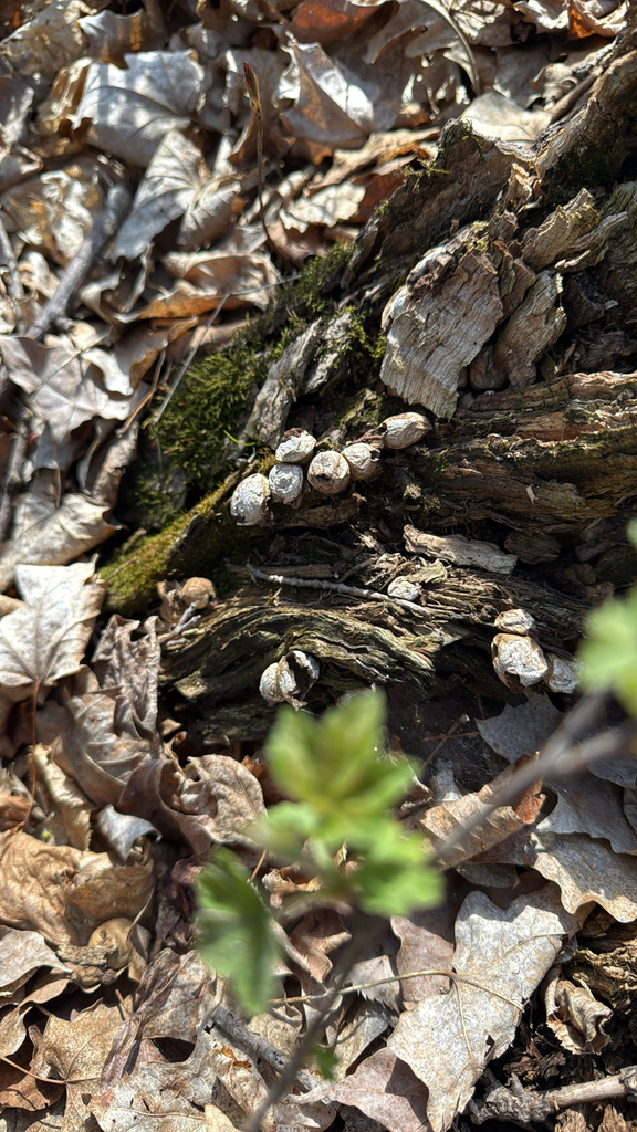 Apioperdon pyriforme · May 2026 · photo: © kristenroers (iNaturalist, cc0)