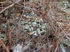 Cladonia prostrata
