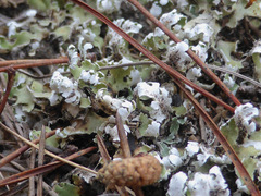 Cladonia prostrata