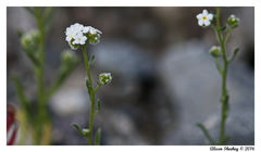 Cryptantha utahensis