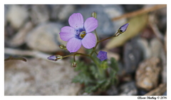 Gilia cana
