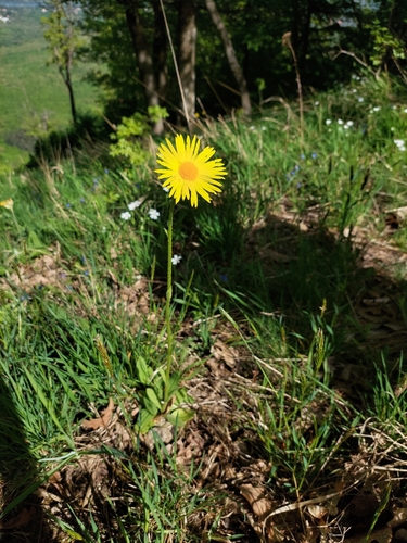 Doronicum hungaricum, photograph 3