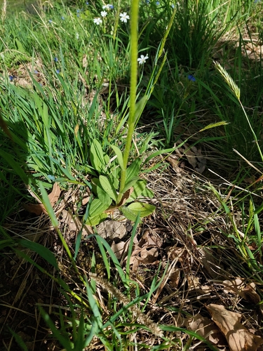Doronicum hungaricum, photograph 4