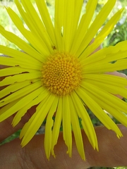 (c) Ross Krisztina, some rights reserved (CC BY) Doronicum hungaricum, photograph (c) Ross Krisztina, some rights reserved (CC BY)