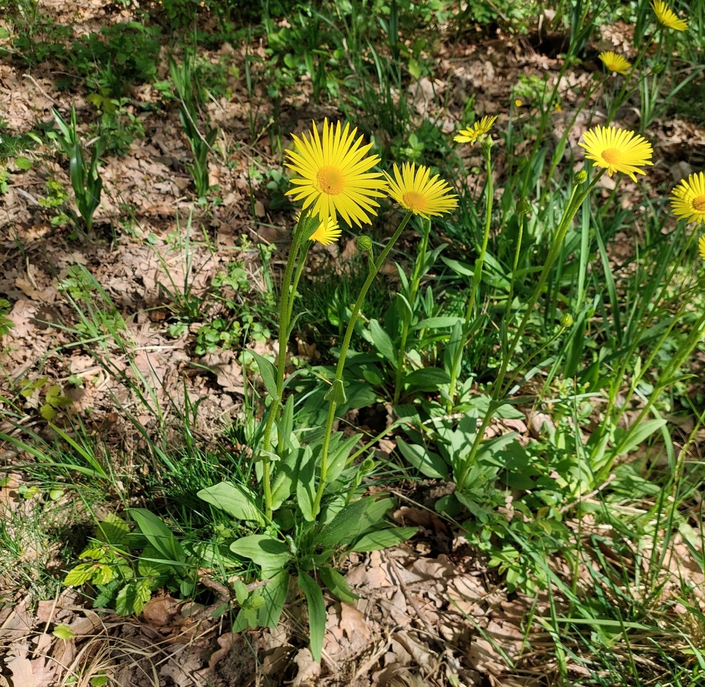 Doronicum hungaricum; photograph (c) Ross Krisztina, some rights reserved (CC BY)