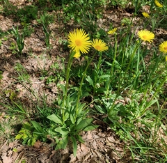 Doronicum hungaricum