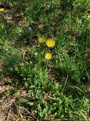 (c) Ross Krisztina, some rights reserved (CC BY) Doronicum hungaricum, photograph (c) Ross Krisztina, some rights reserved (CC BY)