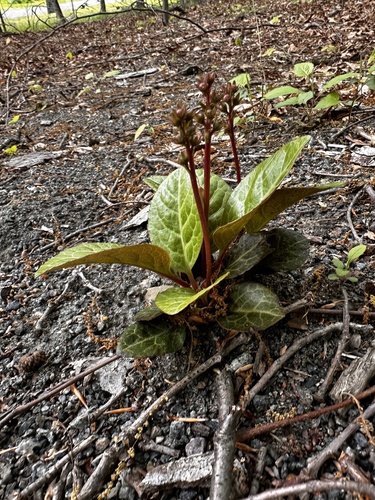 American wintergreen
