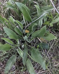 Echinacea angustifolia