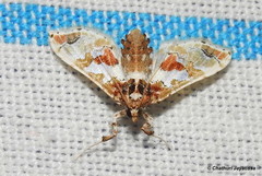 Leucinodes orbonalis