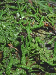 Metus conglomeratus