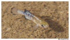Cyprinodon salinus salinus
