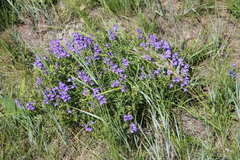 Scutellaria baicalensis