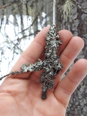 Hypogymnia bitteri