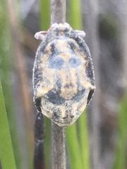 Callipappus