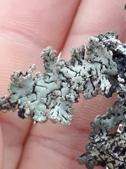 Hypogymnia bitteri