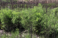 Asparagus lignosus, photograph (c) Tony Rebelo, some rights reserved (CC BY-SA)