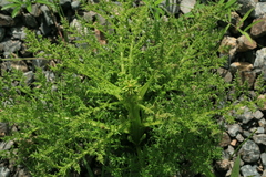 Pedicularis grandiflora