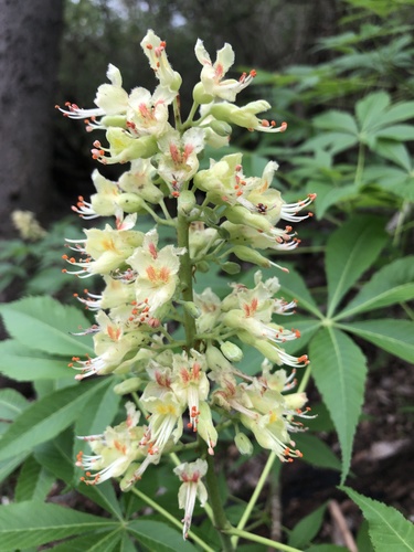 Aesculus glabra var. arguta