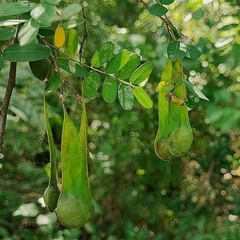 Brazilian fern tree (Platypodium)