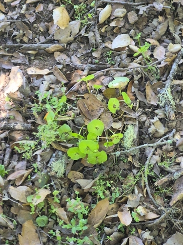 iNaturalist observation photo of miner's lettuce