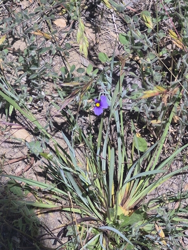 iNaturalist observation photo of western blue-eyed grass