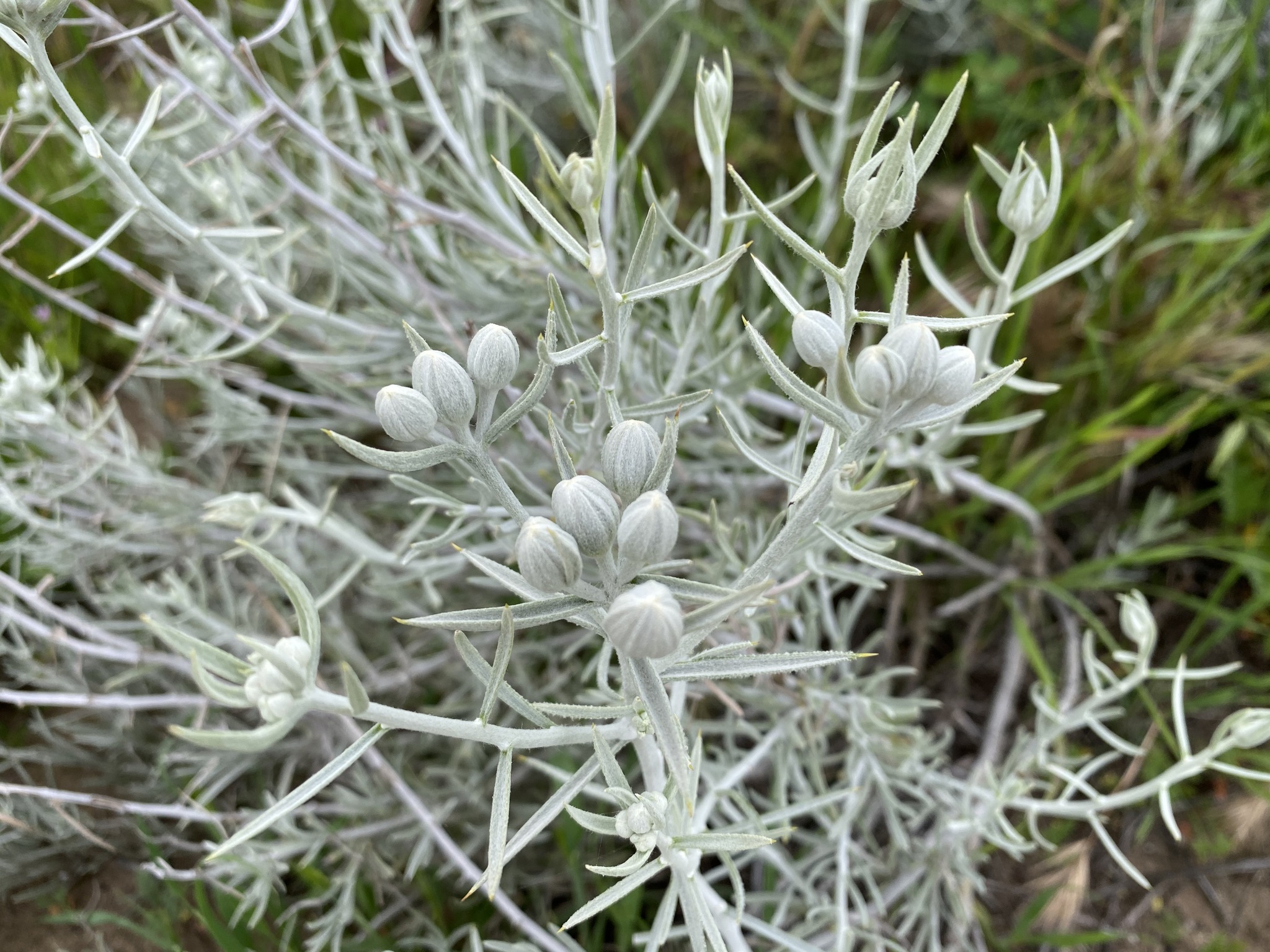 Tetradymia comosa