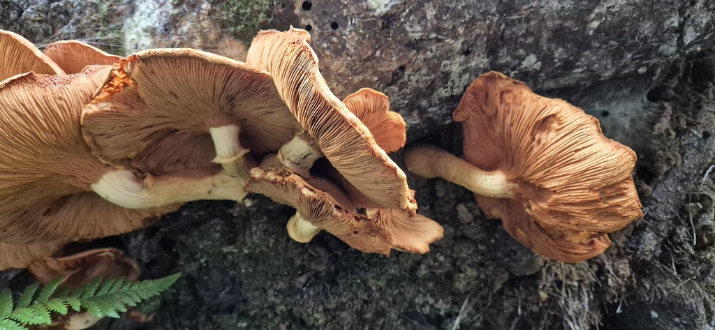 Gymnopilus junonius · May 2026 · photo: © opanukuexplorer (iNaturalist, cc0)