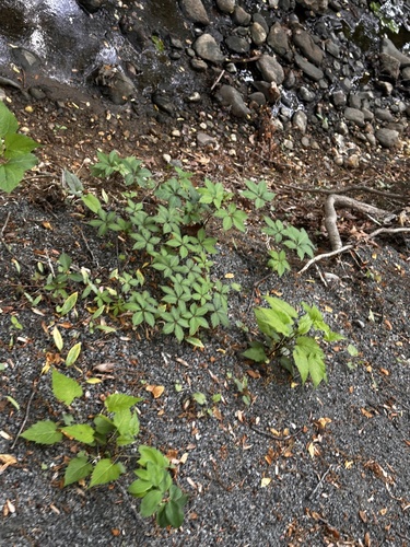 Virginia creeper