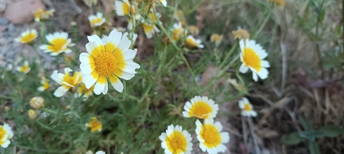 Garland Daisy
