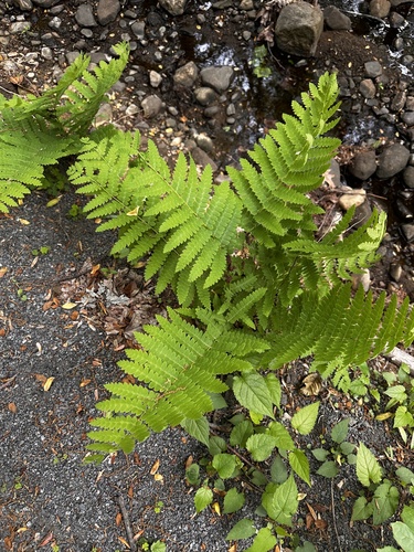 interrupted fern