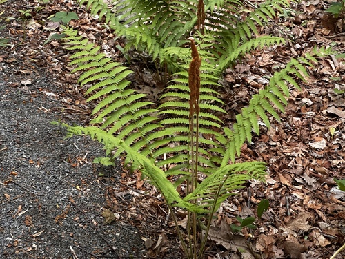 cinnamon fern