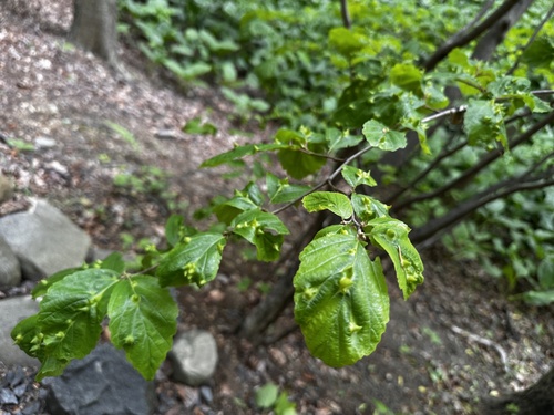 Witch-Hazel Cone Gall Aphid