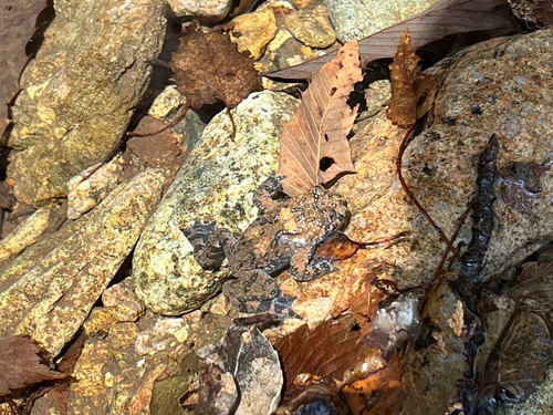 Oriental Fire-bellied Toad