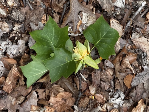 Tulip Tree