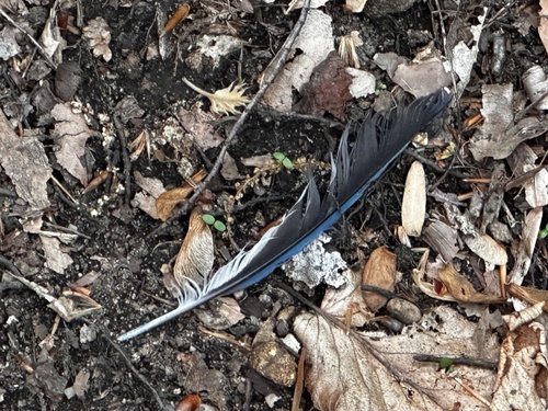 Blue Jay