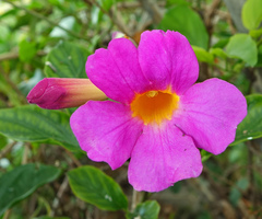 Amphilophium buccinatorium