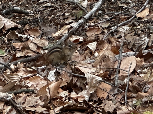 Eastern Chipmunk