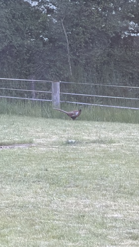 Ring-necked Pheasant