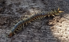 Hemiscolopendra marginata