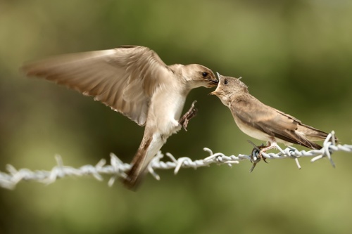 Northern Rough-winged Swallow, Griffith Park, Los Angeles, CA, US, photo 8 of 10