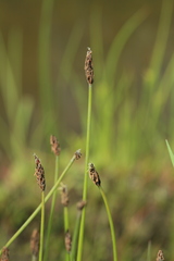 Eleocharis mamillata