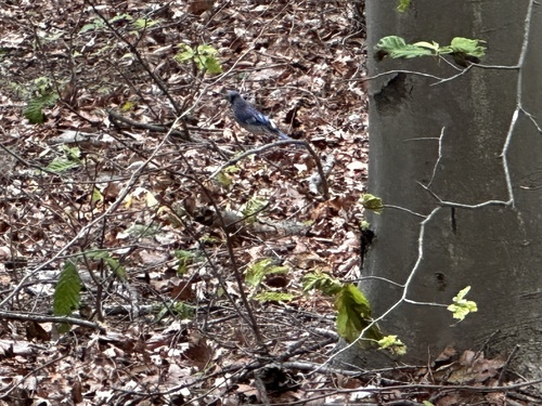 Blue Jay